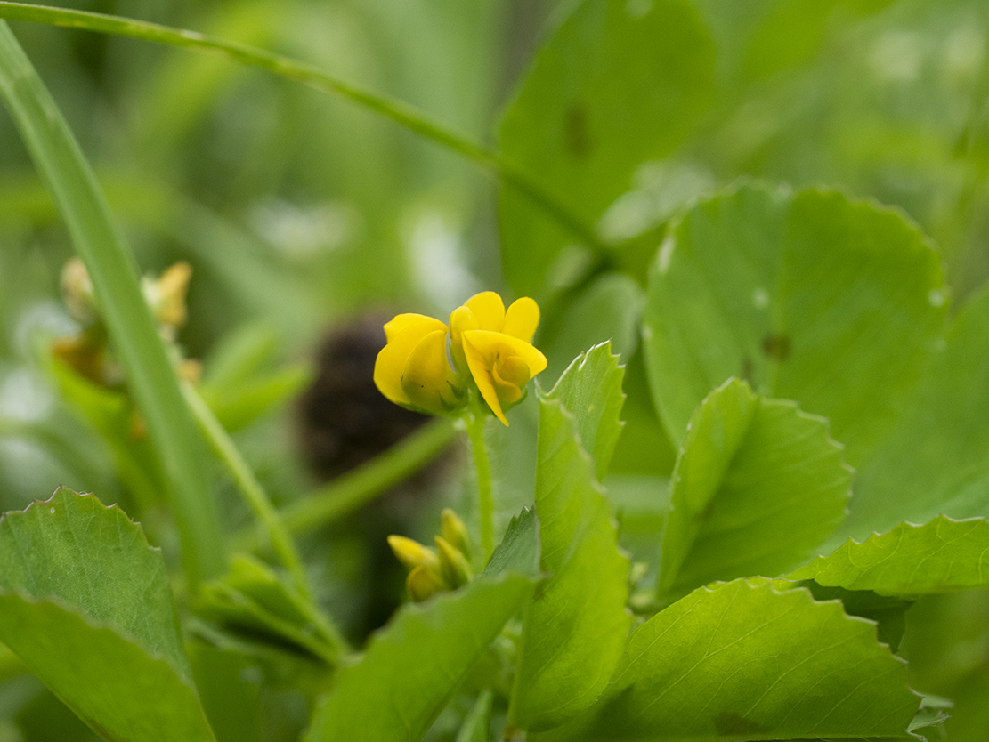 IMAGES\Gevlekte rupsklaver(medicago arabica)\P1280046_sm.jpg